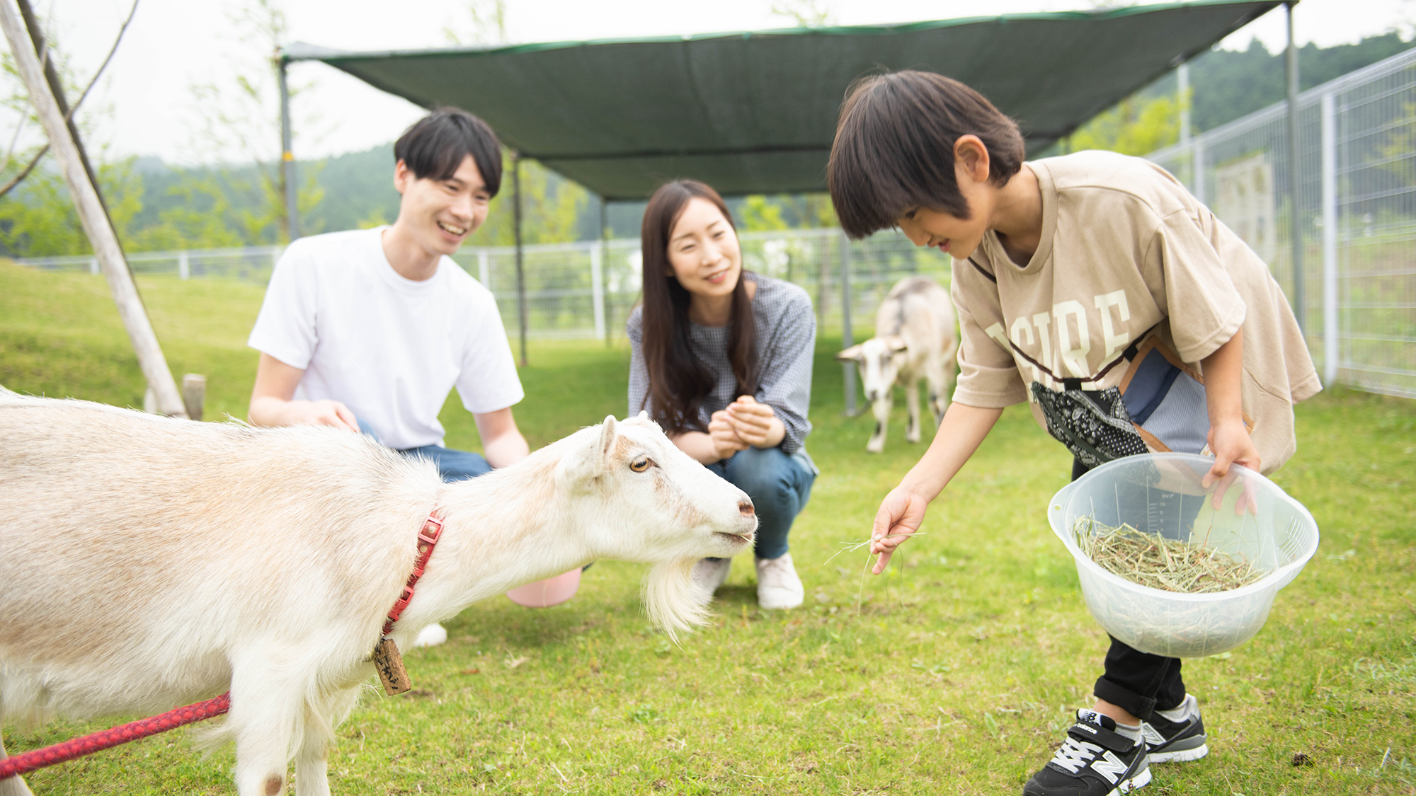 園内　宿泊コテージ周辺　山羊の丘