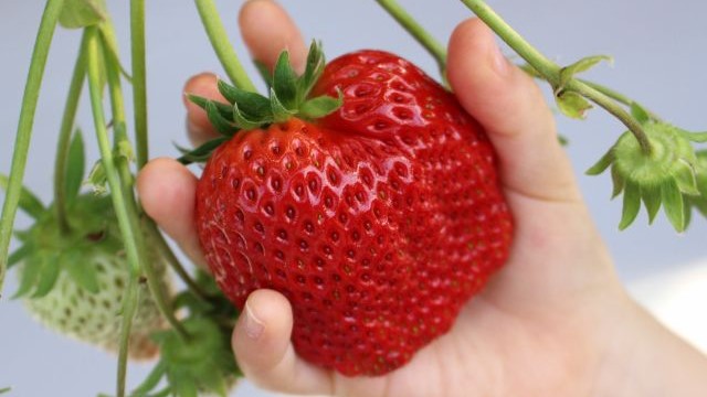 時之栖のいちご狩り