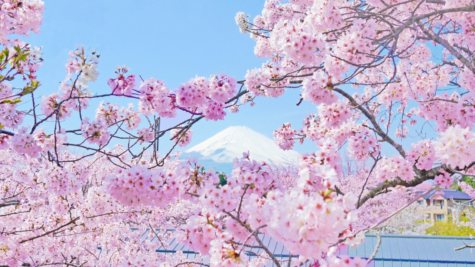 園内の桜＜春＞