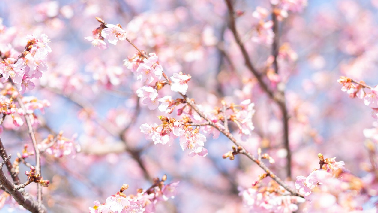河津桜（2026年）