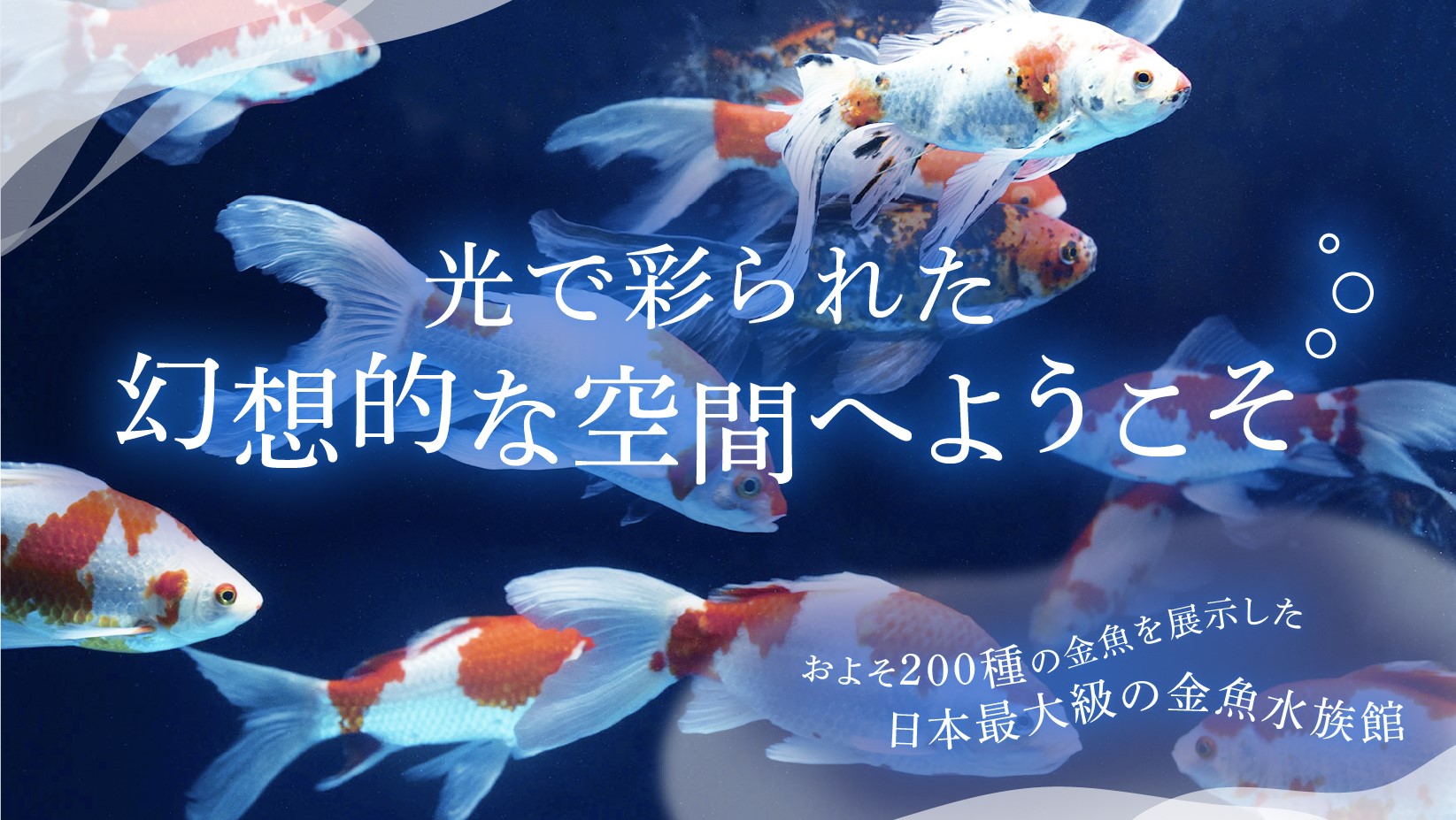 水中楽園 Aquarium　