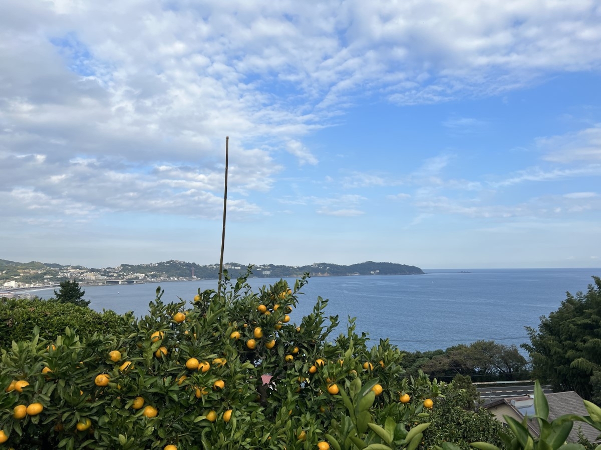 【みかん狩りチケット付】絶景のマルフクガーデンでみかん食べ放題！