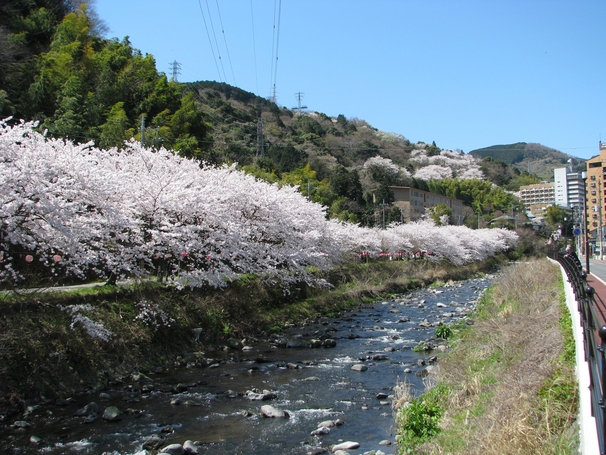 【春を愉しむ湯河原旅】桜と梅にそっと寄り添う温泉時間