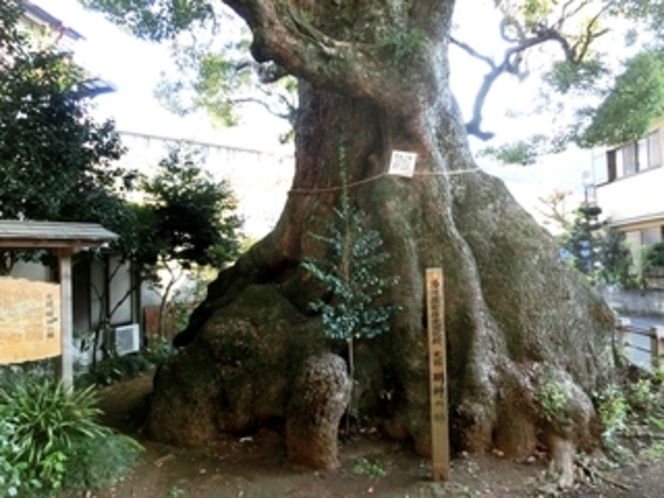 五所神社　楠