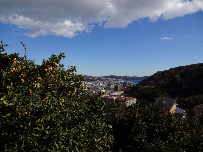 湯河原みかん