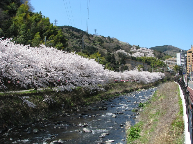千歳川　桜並木のトンネル