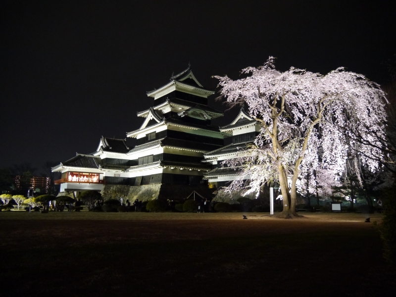 ■松本城(夜桜)