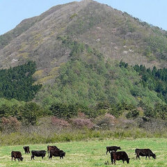 春の三瓶山「放牧」