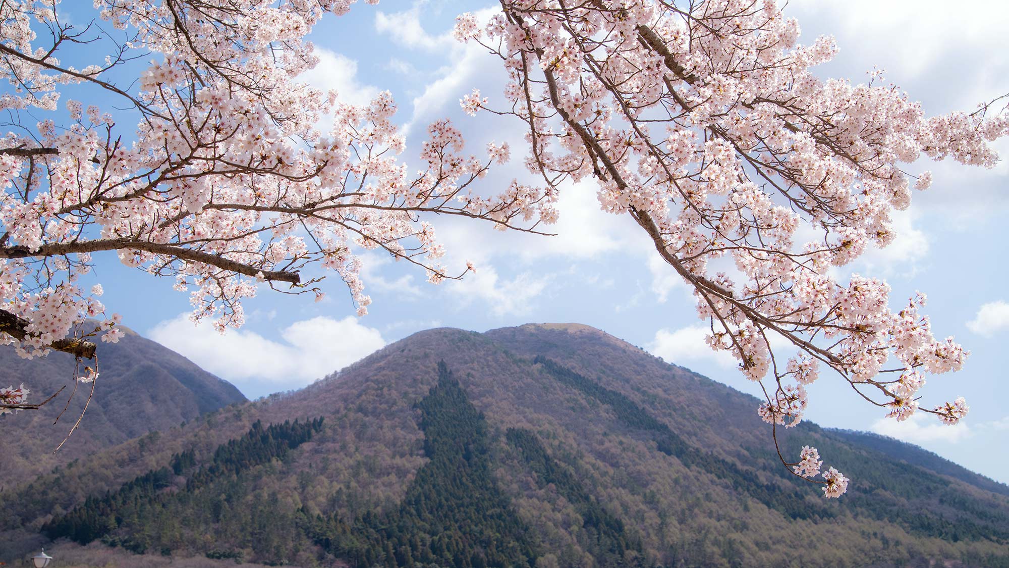 三瓶山-桜-