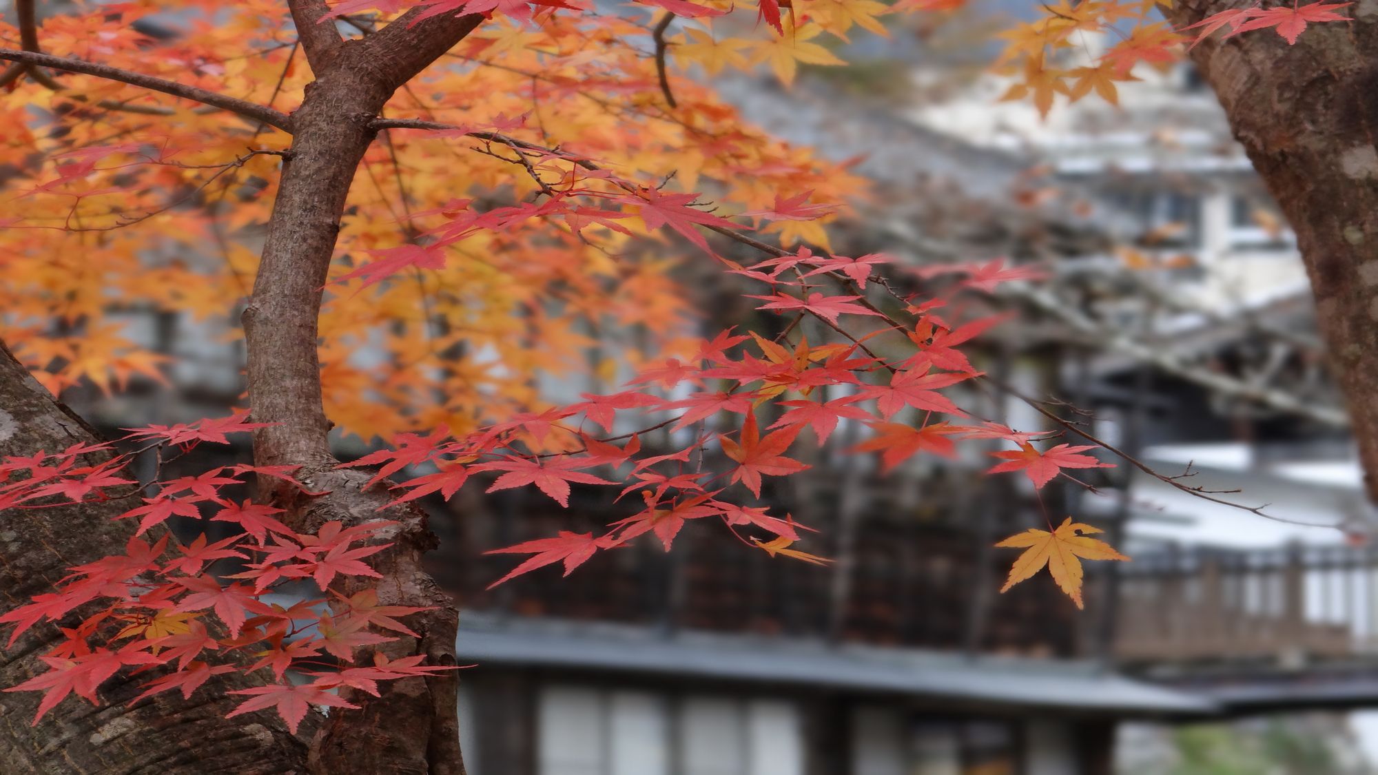 紅葉　秋の宝川