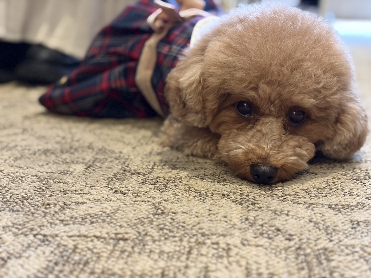 【ワンちゃんと一緒にご宿泊】【冬季限定】淡路３年とら河豚尽くし会席〜極み〜