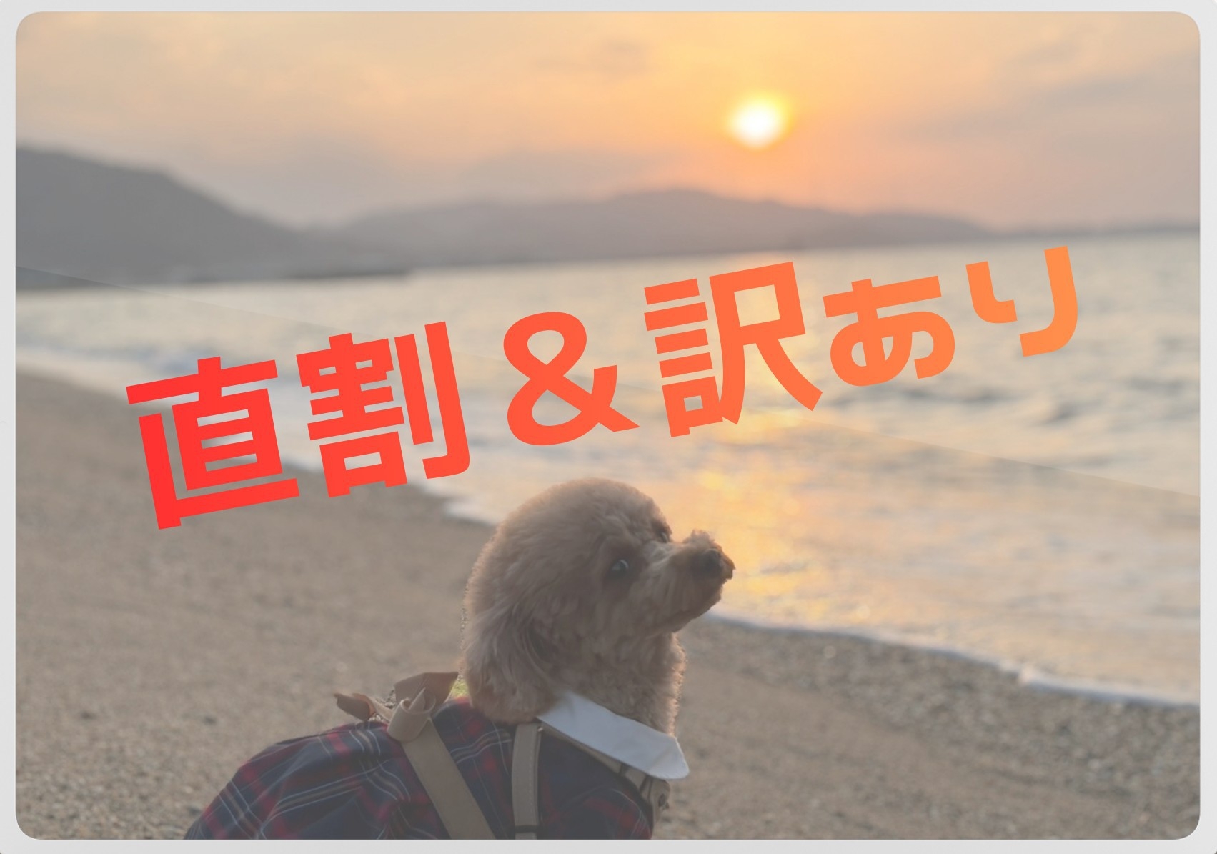 【直割・訳あり】【ペット可】愛犬とステイ 25％以上割引！1泊2食付和食会席プラン