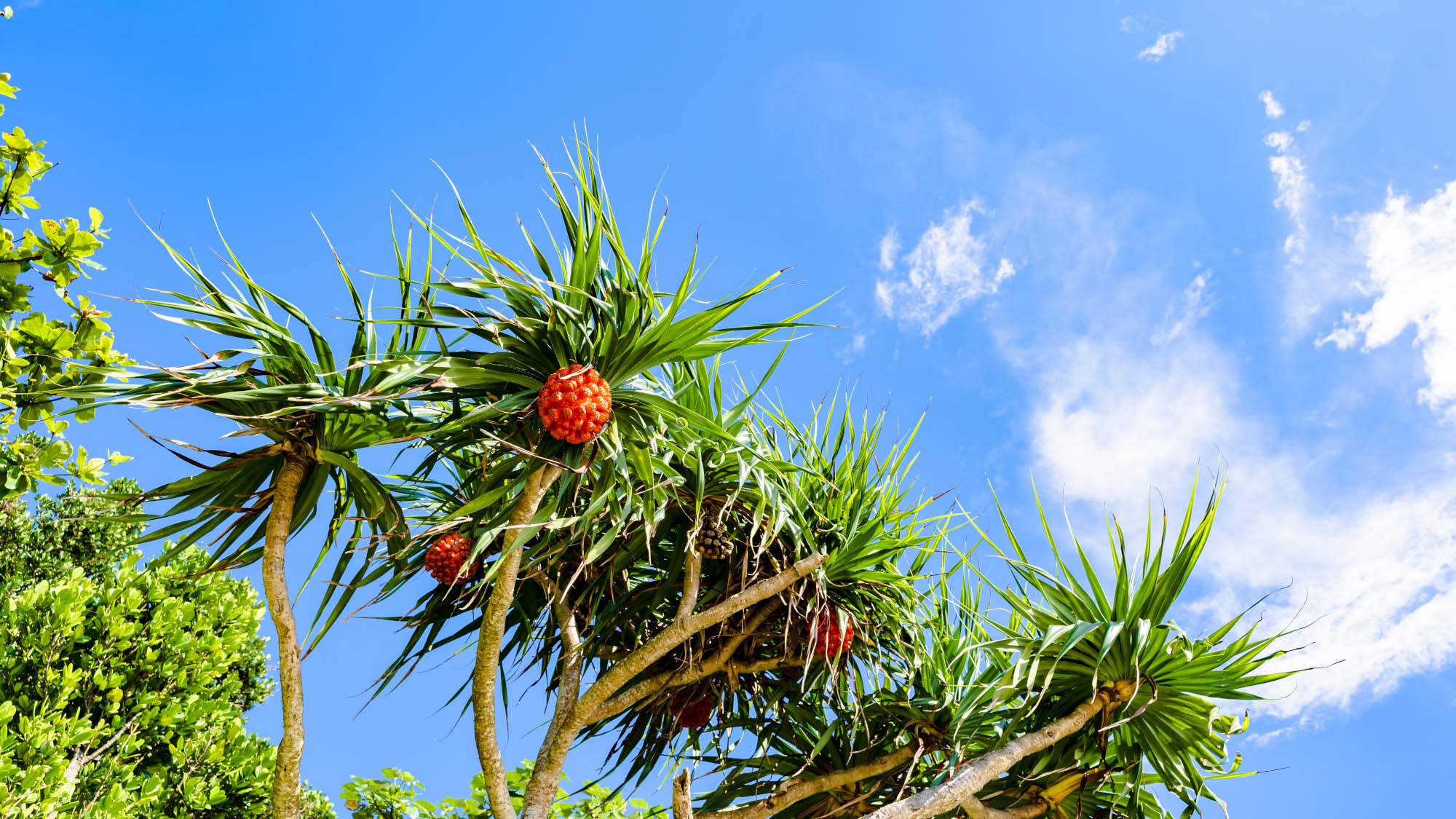 ・沖縄の植物、アダンの実