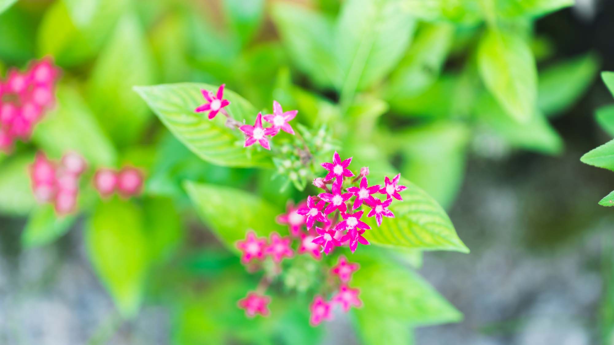 ・美しい植物に囲まれています