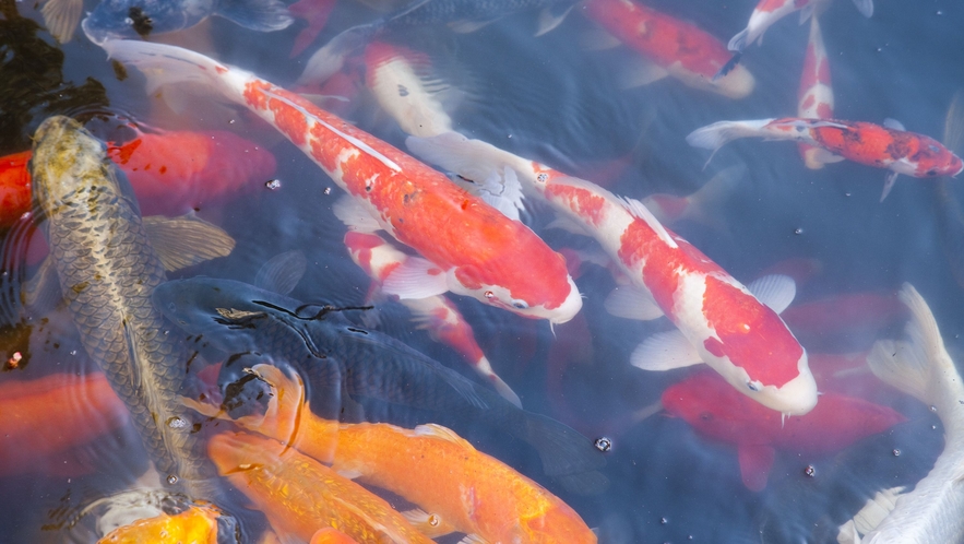四季を彩る日本庭園の鯉