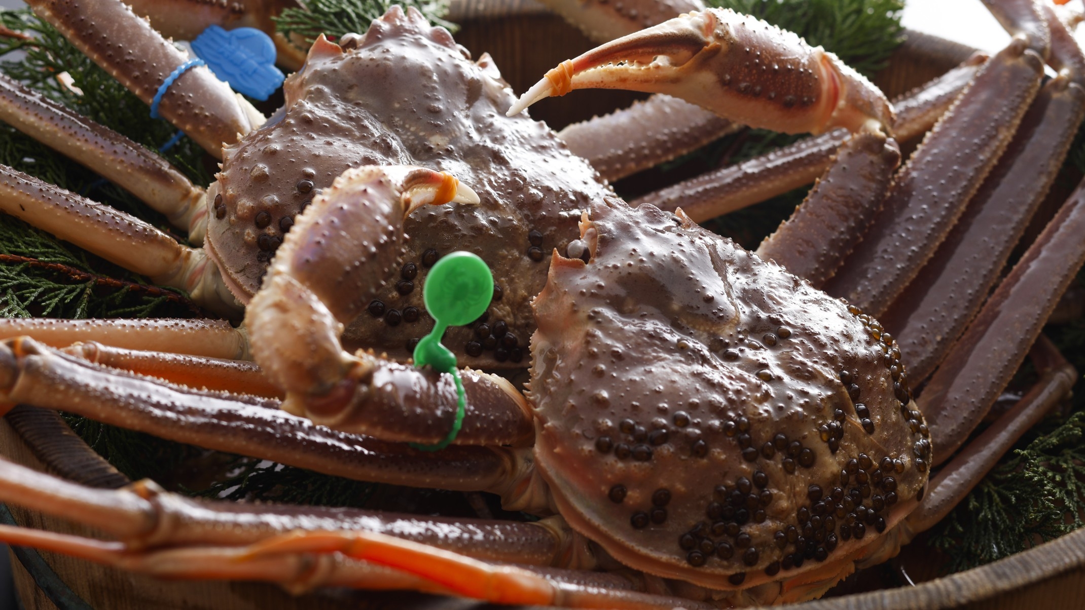 【竜宮コース】「幻の蟹」を食す！間人or大善ガニで活蟹の旨さを堪能〈約1kgの活ガニを1人1.5杯〉