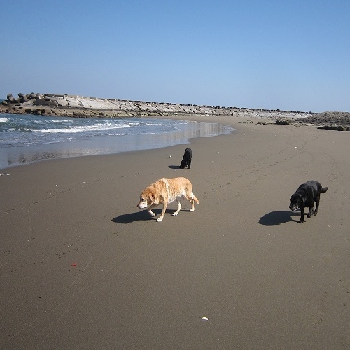 愛犬とお泊り【朝食付き】気軽に１組だけのお宿に泊まるプラン※夕食はご用意がありません