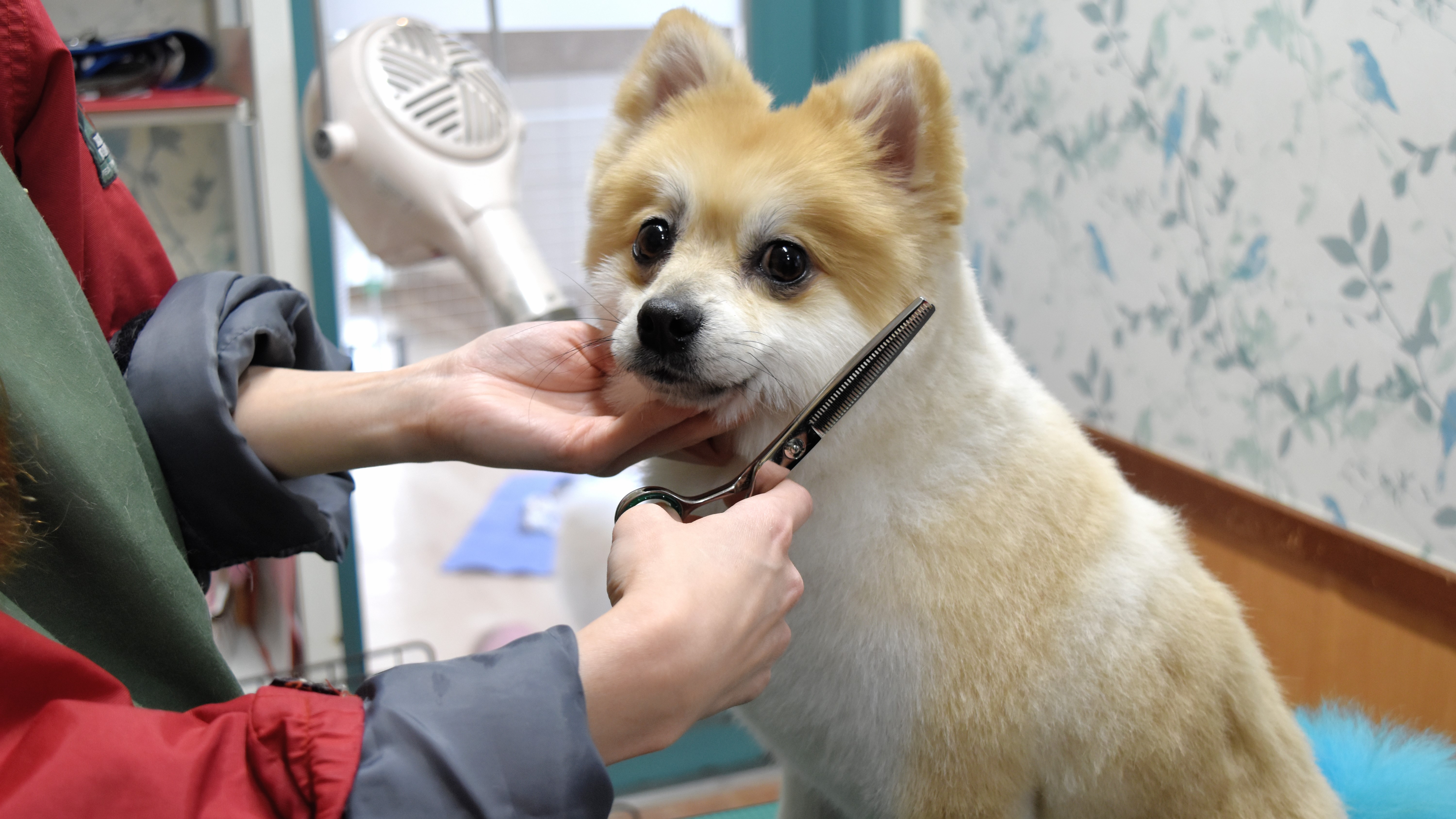 【本館2階 ペットホテル ムーワン】