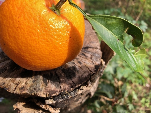 みかん狩りチケット＋みかんお土産付　真鶴の海と秋の味覚を味わう旅