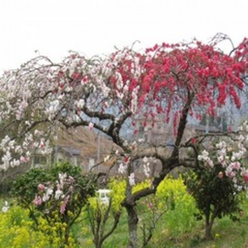 庭園の花