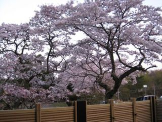 お風呂からのお花見