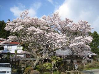 庭園の桜