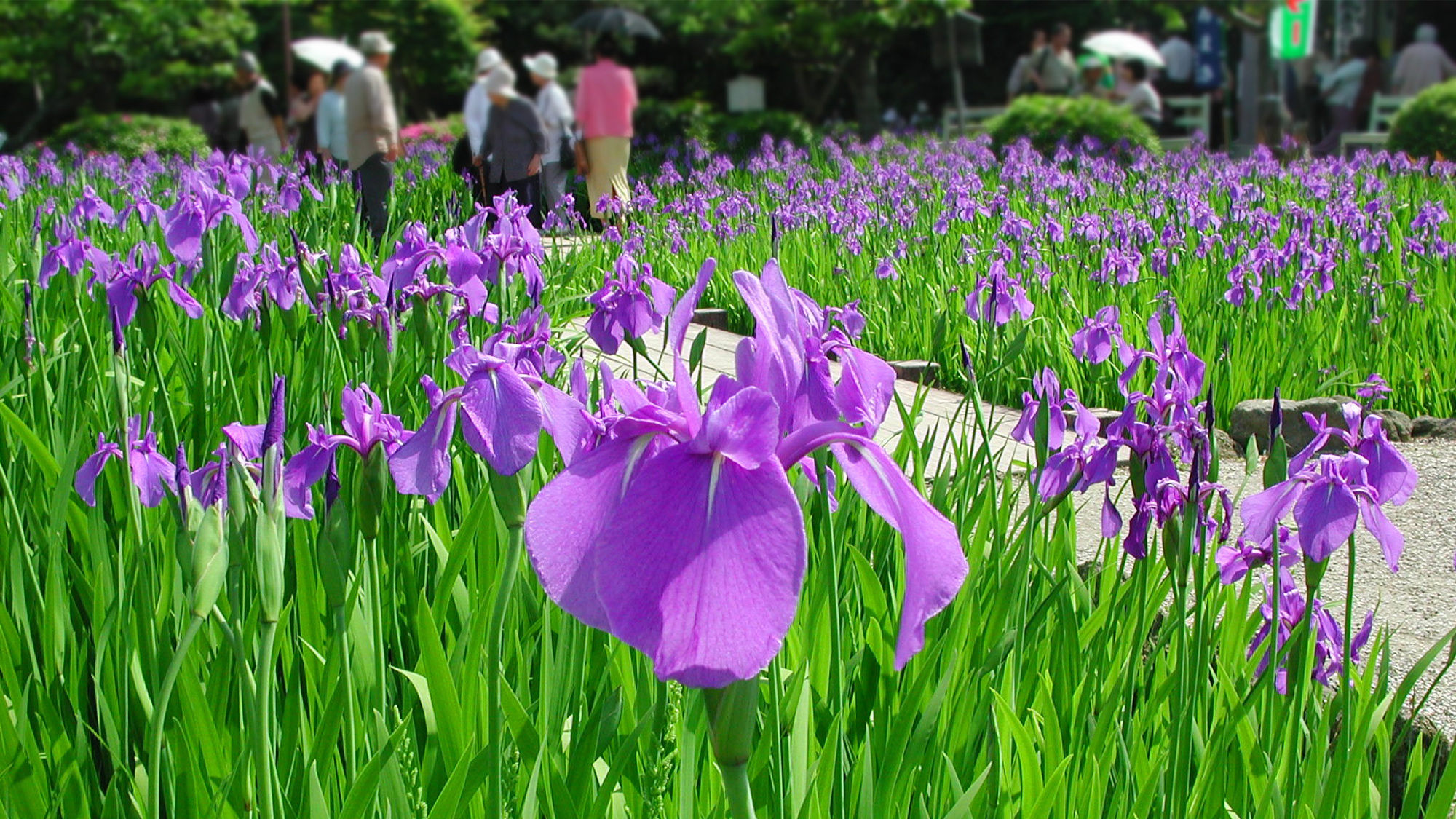 燕子花