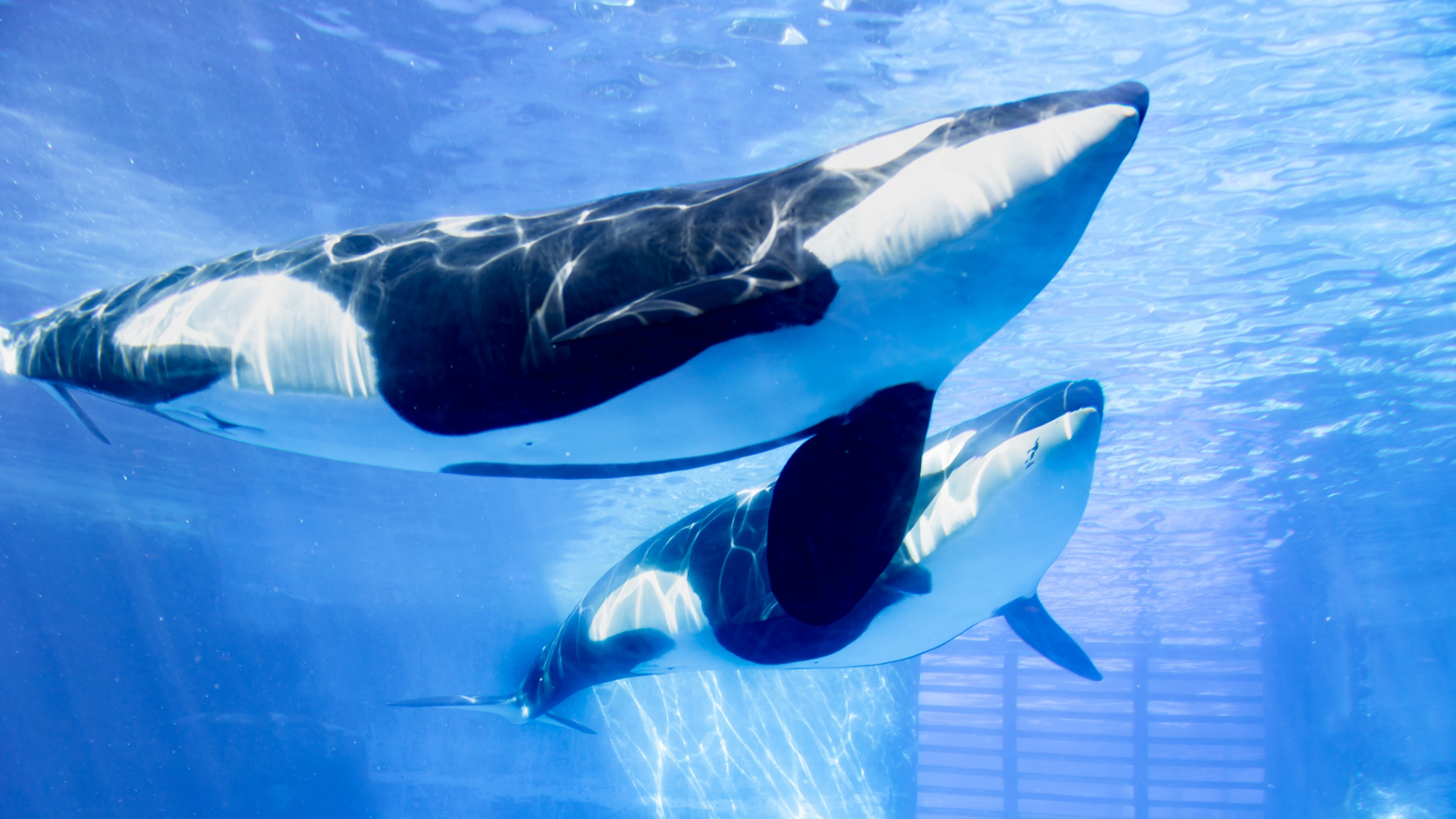 名古屋港水族館