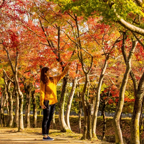 ■丸岡城（紅葉）＜イメージ＞