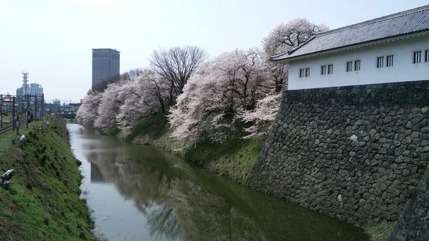 ◆霞城公園の桜