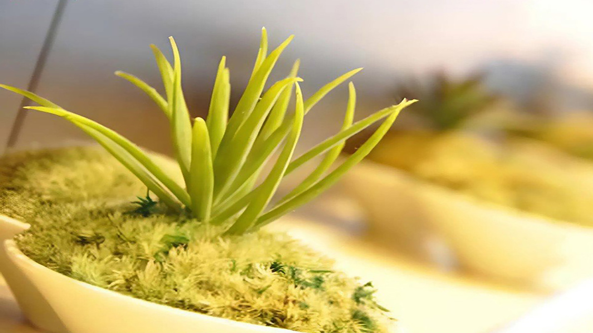 ロビーに設置している【こけ玉】目立たないようで何故か気になる存在です。