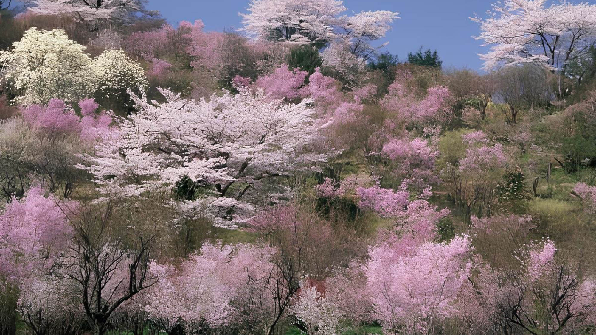 毎年人気の花見山♪満開の時期にはこんなに美しい風景が！