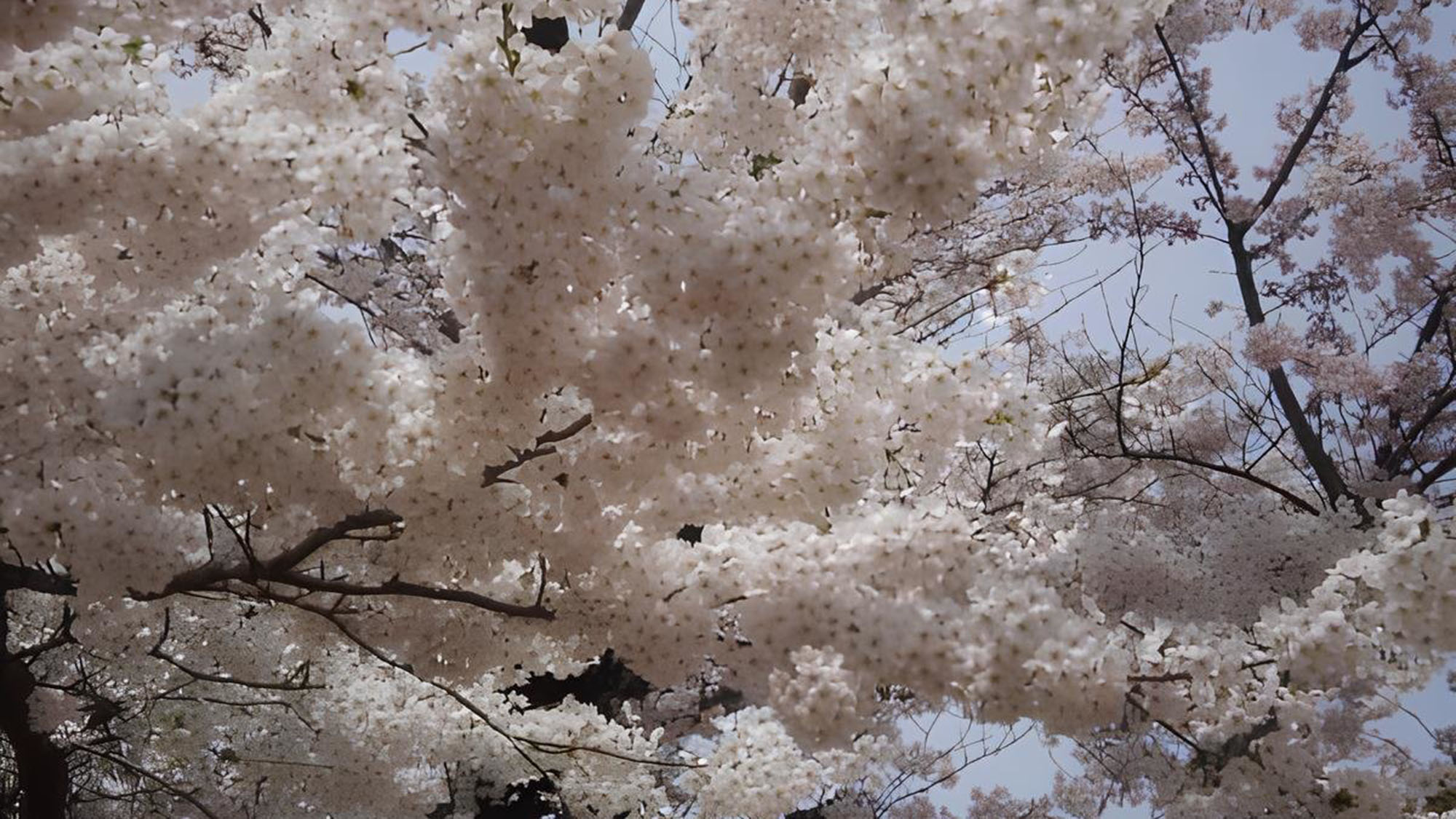 花見山の頂上付近では満開の時期、空を覆うほどのさくらが咲き誇ります。必見！！