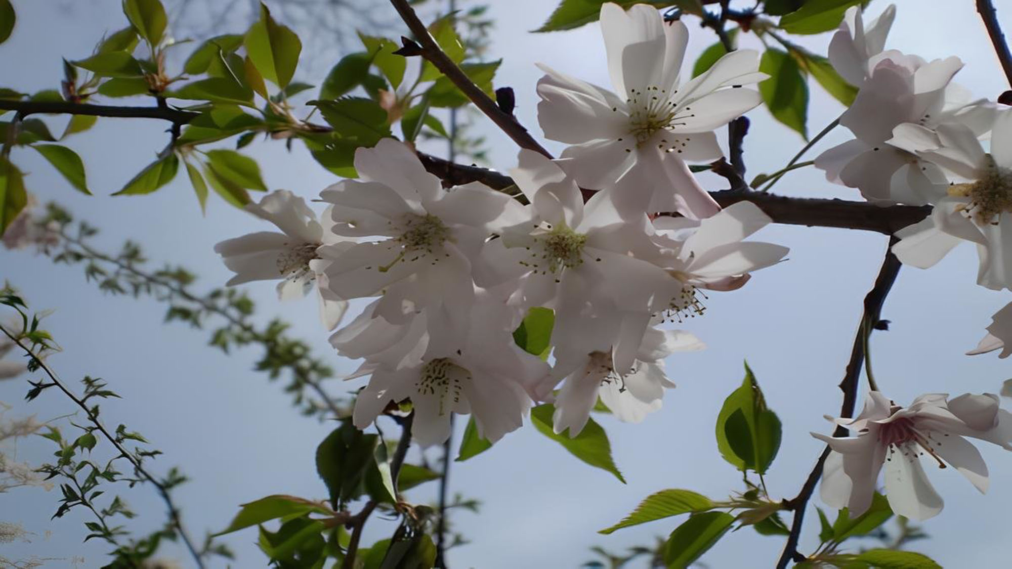 【10月さくら】春と秋の２回、花を咲かせる10月さくら。はかなげな透き通る花びらが綺麗です。