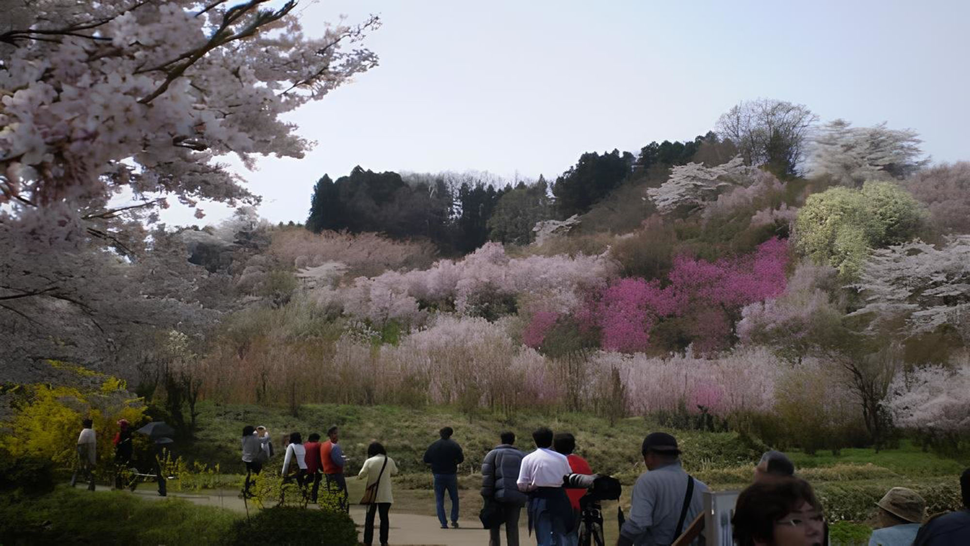 お花見の季節には全国から多くの観光客が訪れます。見ごろは毎年４月上旬～下旬。
