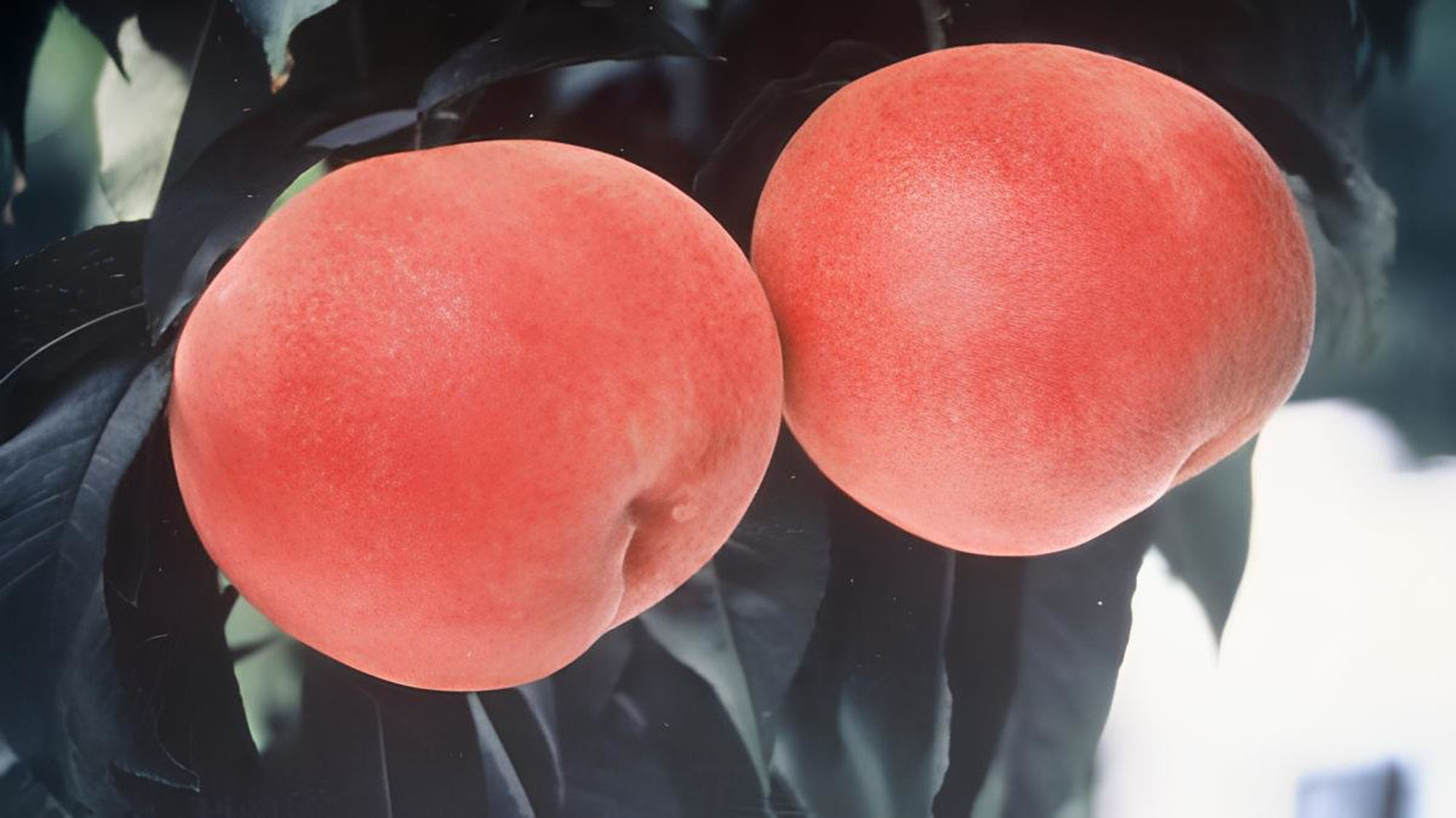 【福島の特産・もも】福島といえば。。。あま～い香りのお～いしい桃♪