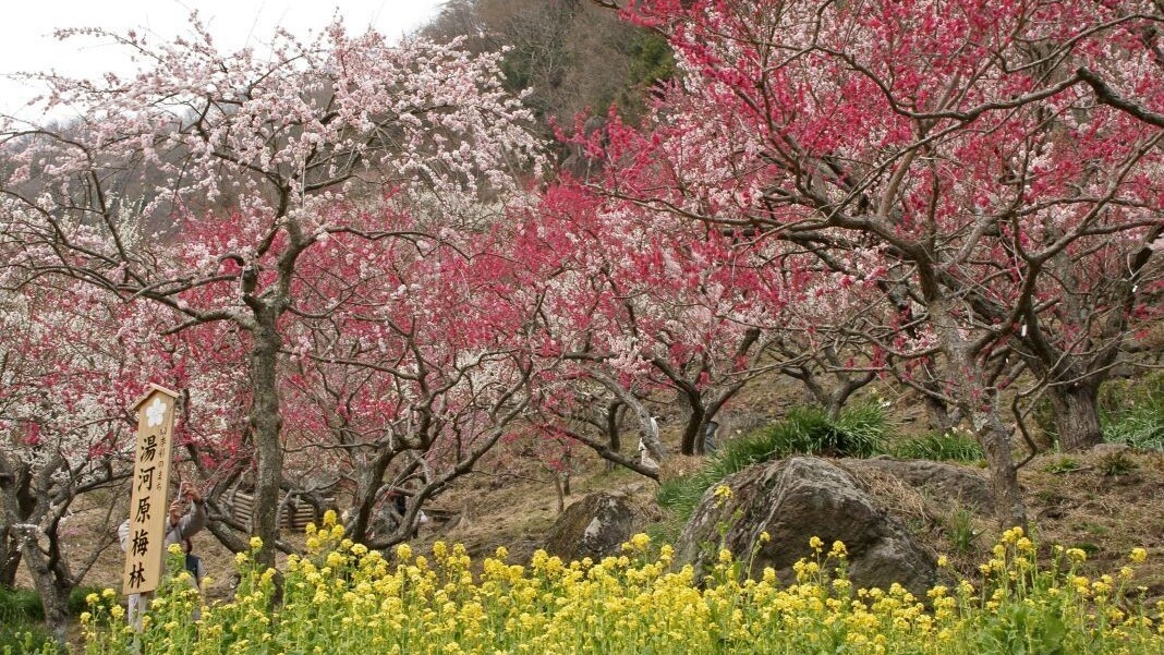 幕山公園（湯河原梅林）2 月上旬~3月中旬