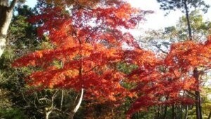 池峯 もみじの郷11月中旬~12月上旬