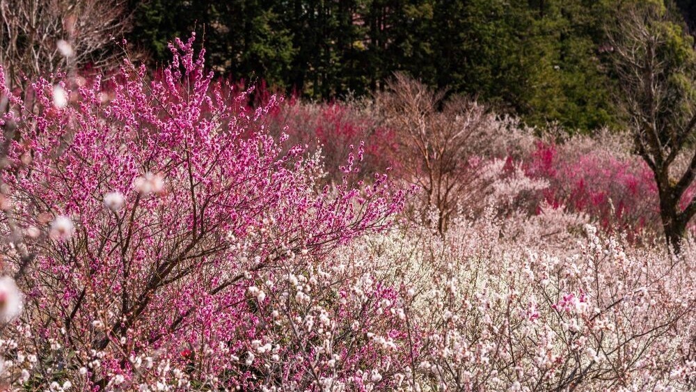 幕山公園（湯河原梅林）2月上旬~3月中旬