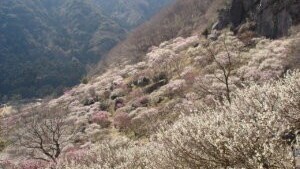 幕山公園（湯河原梅林）2月上旬~3月中旬