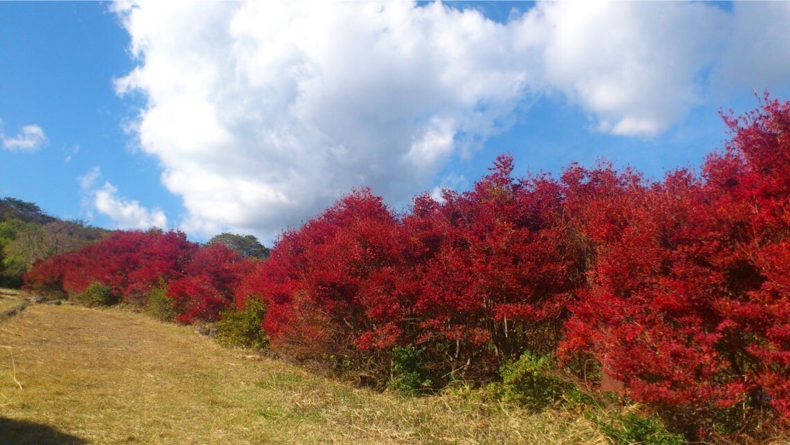 星ヶ山公園「さつきの郷」