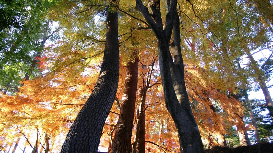 自然公園紅葉