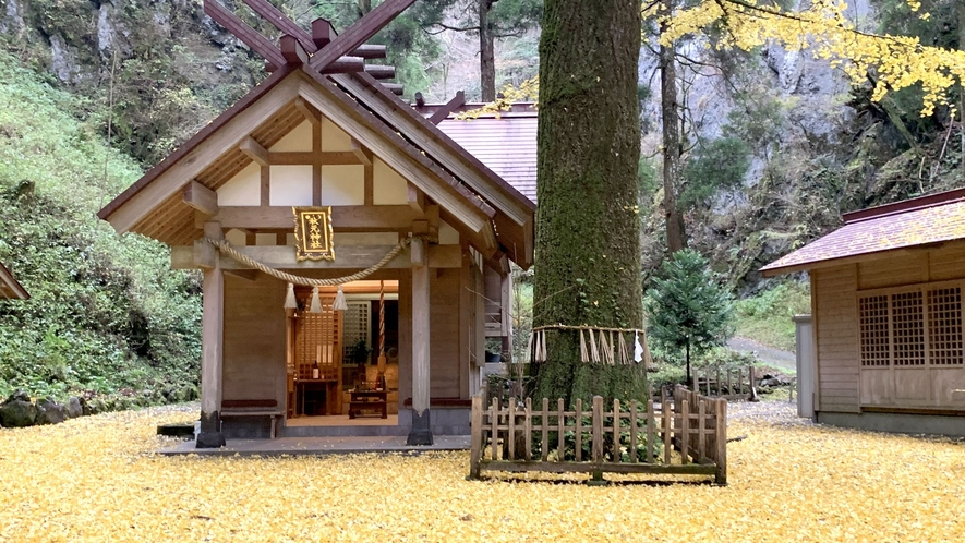 車で30分の秋元神社は秋になると御神木の銀杏の絨毯が境内を彩ります。（道路状況にご注意下さい）
