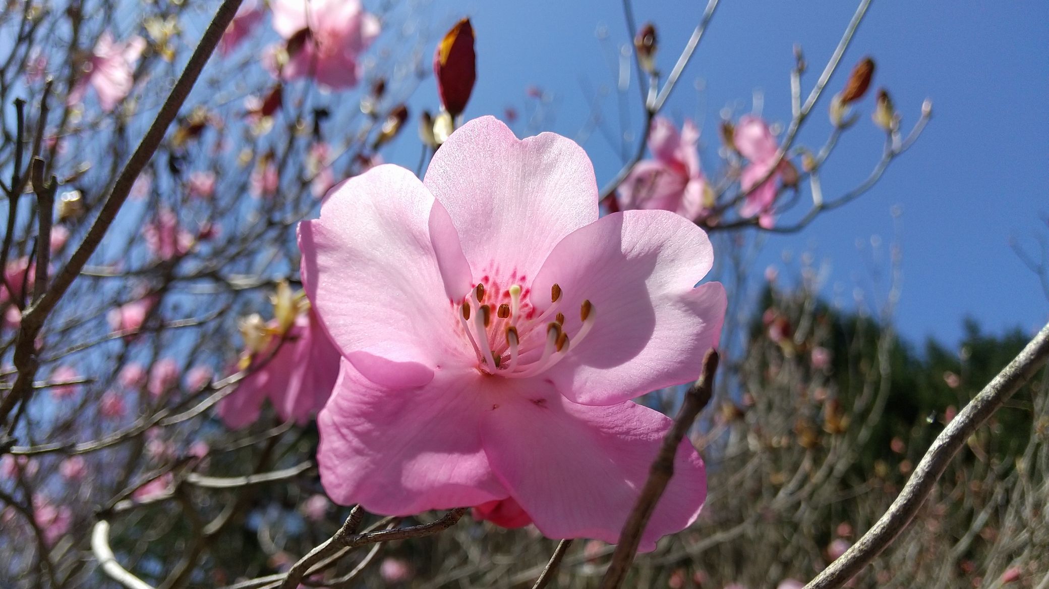 アケボノツツジは、4月中旬から開花し、長ければ5月上旬まで楽しめます！