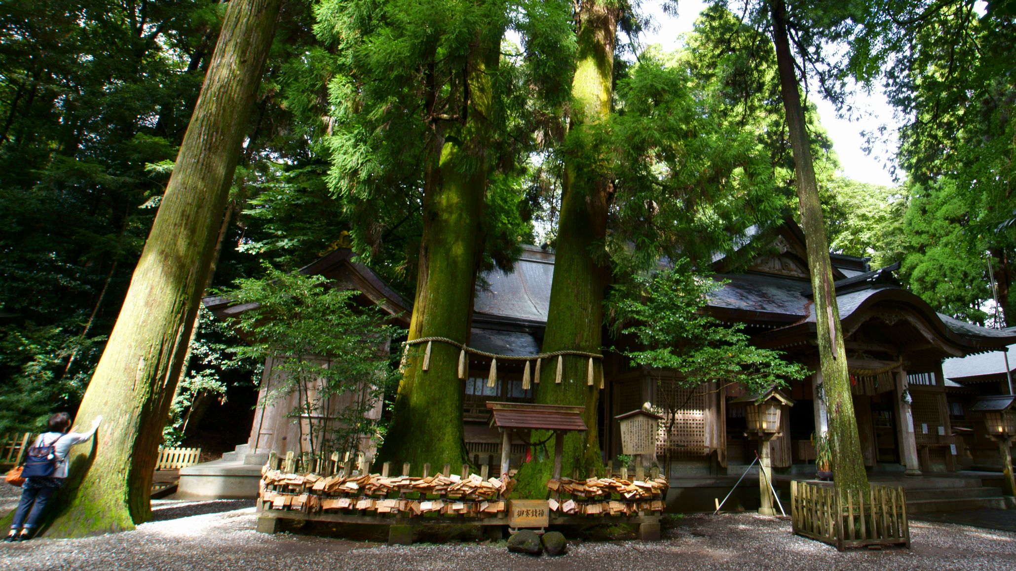 その姿に憧れてしまう！寄り添うようにそびえ立つ高千穂神社夫婦杉は、縁結びのパワースポット！