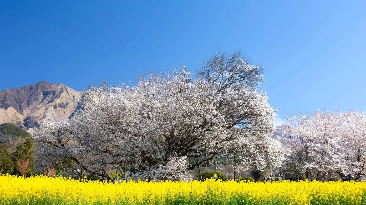 熊本からの方は、一心行の大桜へ立ち寄ってみては！菜の花と阿蘇山との共演！（3月下旬～4月上旬）