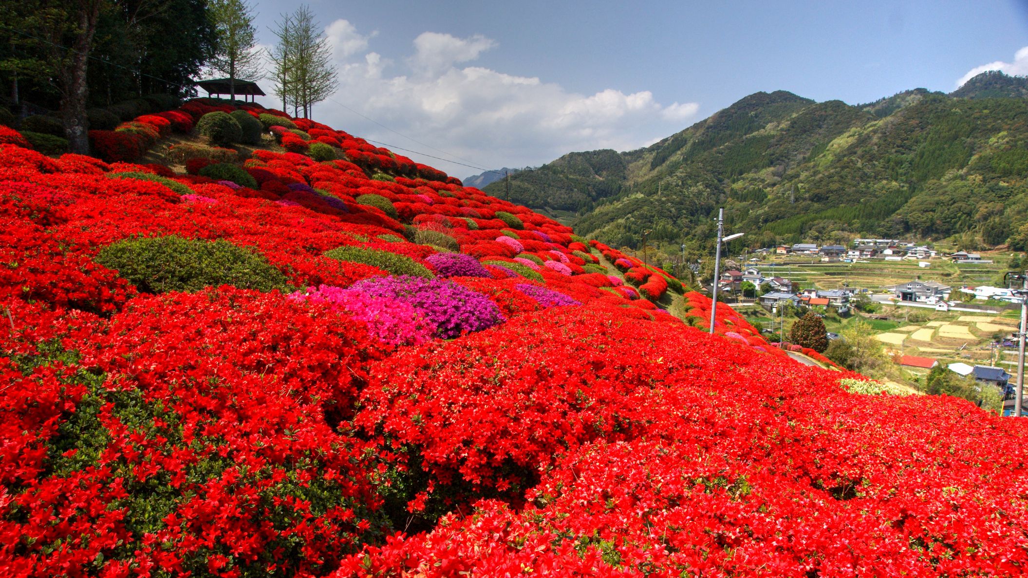 日之影町天神山つつじ園まではお車で20分です。色とりどりの斜面が鮮やか！（4月中旬～下旬）