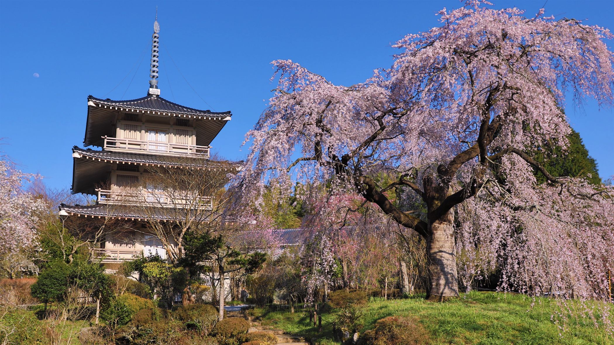 お車で20分の五ヶ瀬町浄専寺には樹齢約300年のしだれ桜があります（3月下旬～4月上旬）
