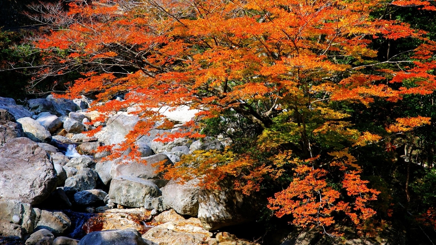 見立(みたて)渓谷は深紅に色づいたモミジと清流が織り成す絶景が堪能できます。（お車で55分）