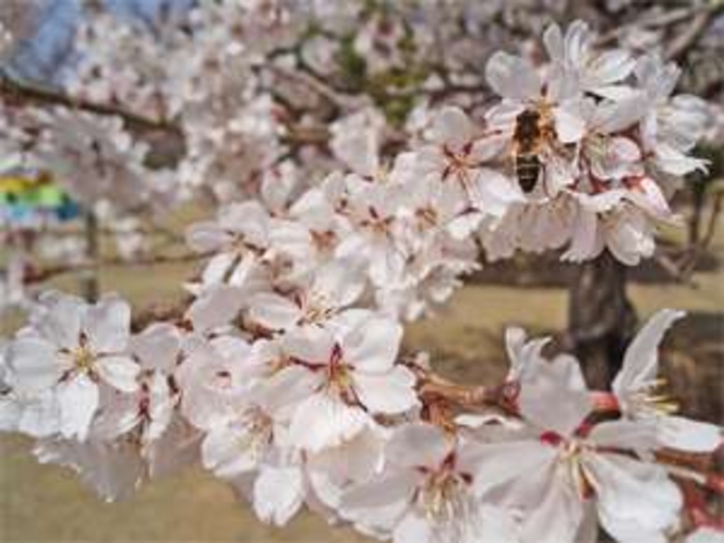 気温によって変わりますが、今年は３月下旬～４月初旬が桜の見ごろです。花見露天も楽しめます♪